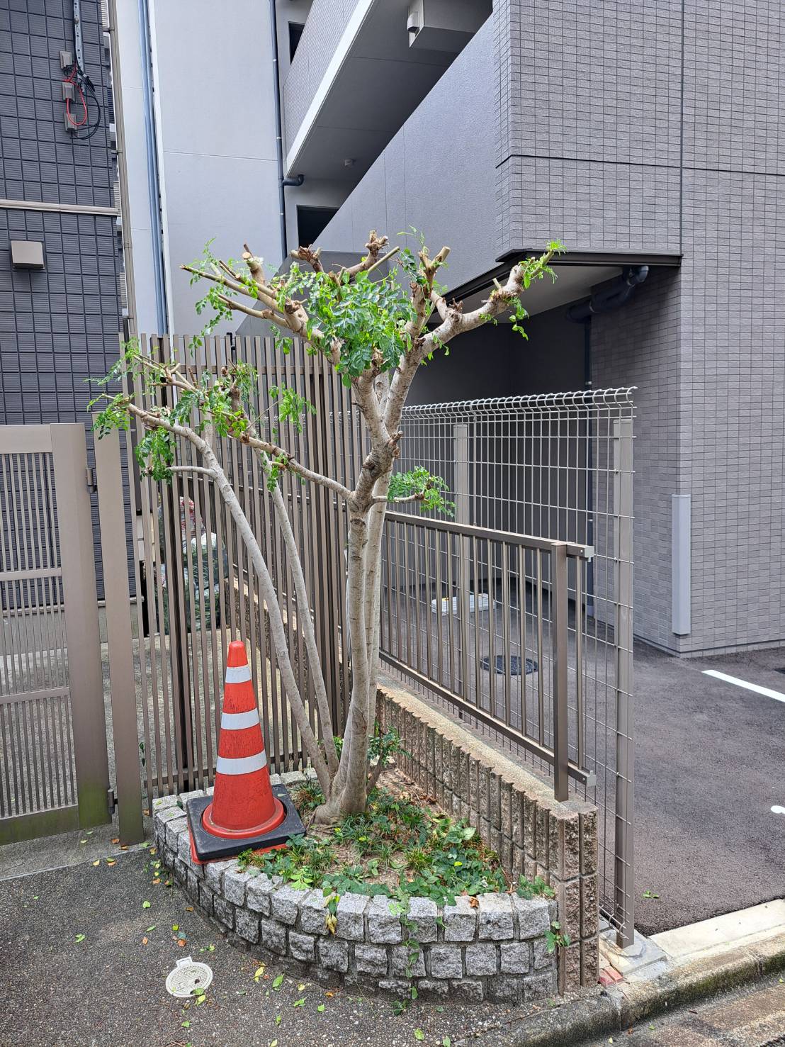 アパートの植栽剪定